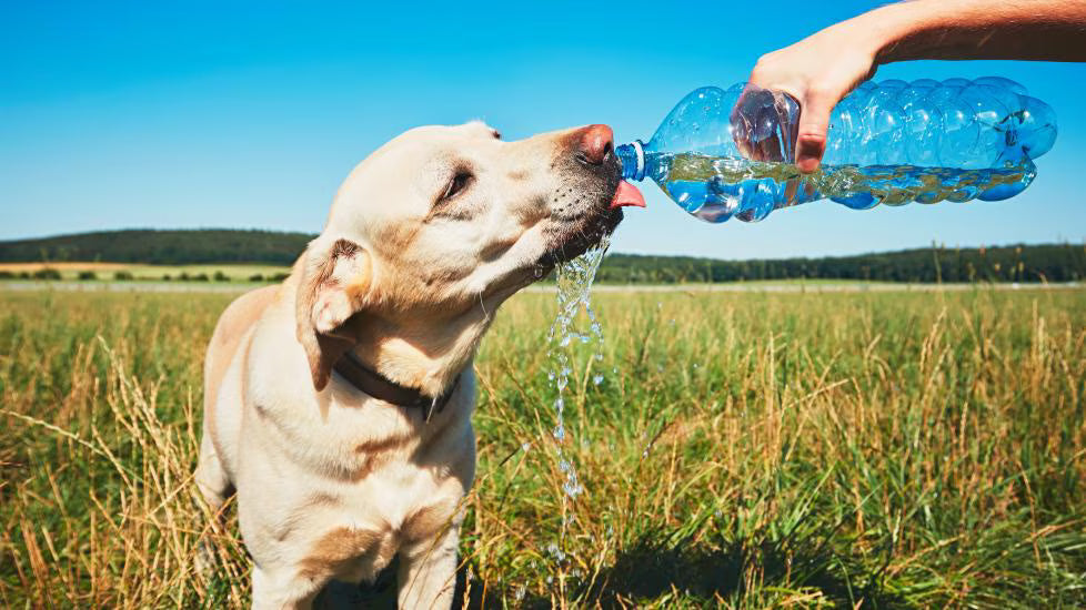 Keep Your Pup Cool: Why Walking Dogs in the Heat Can Be Dangerous.