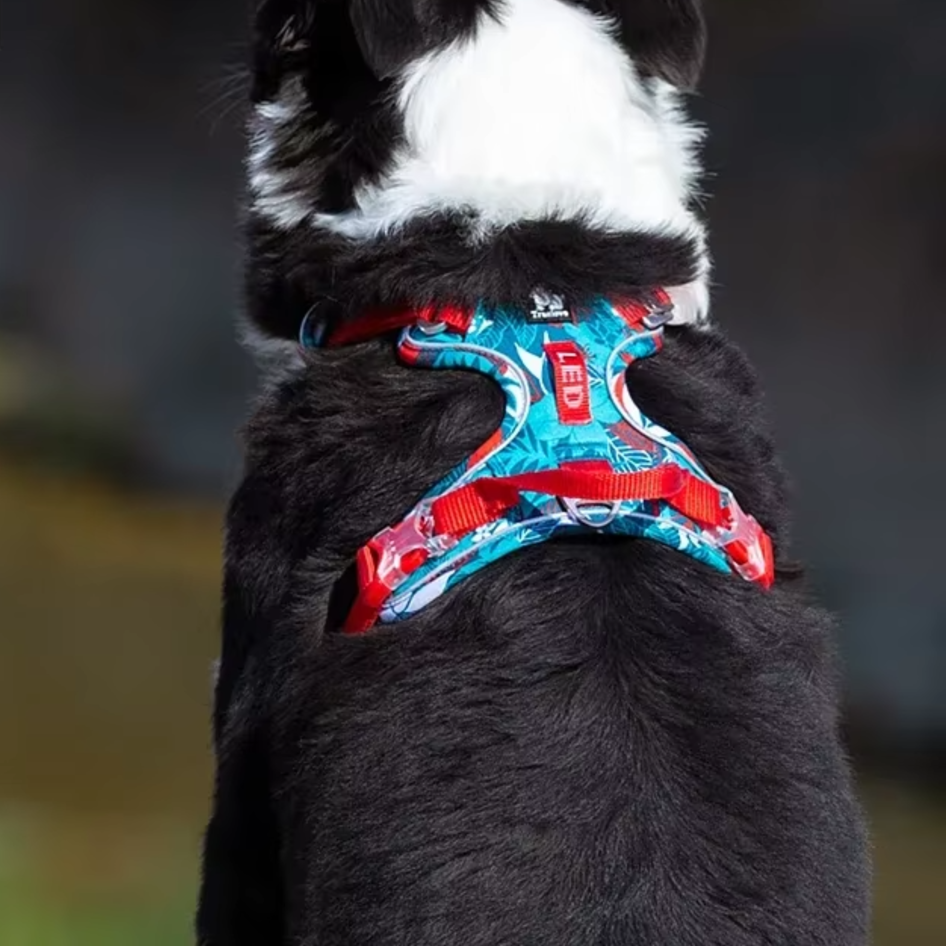 No-Pull Reflective Dog Harness
