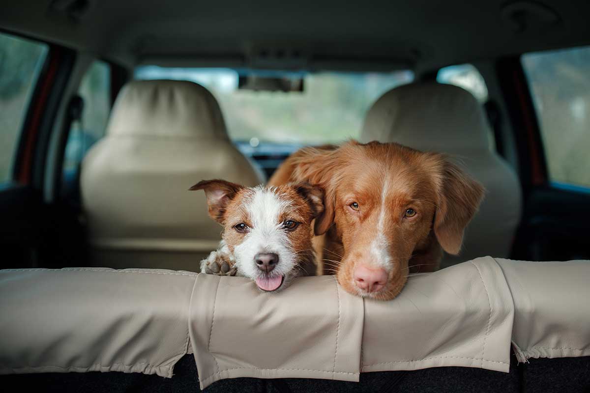 Pack the Leash: Your Guide to Travelling with Your Dog